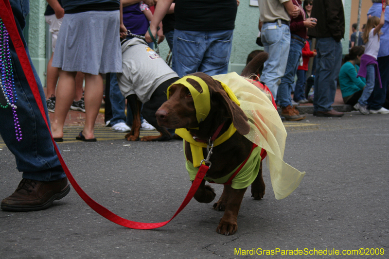2009-Mystic-Krewe-of-Barkus-Mardi-Gras-French-Quarter-New-Orleans-Dog-Parade-0627