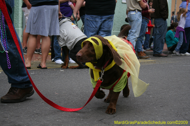 2009-Mystic-Krewe-of-Barkus-Mardi-Gras-French-Quarter-New-Orleans-Dog-Parade-0627