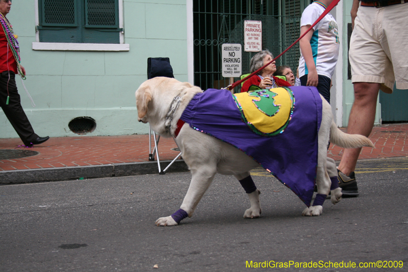 2009-Mystic-Krewe-of-Barkus-Mardi-Gras-French-Quarter-New-Orleans-Dog-Parade-0630