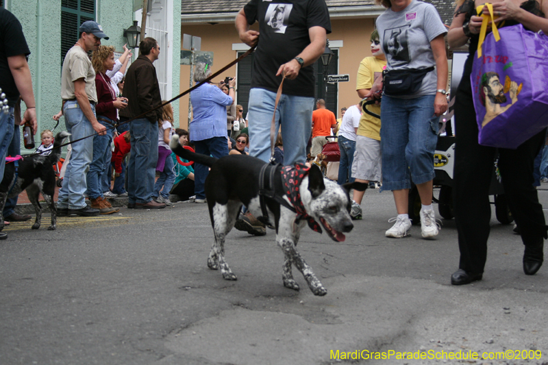 2009-Mystic-Krewe-of-Barkus-Mardi-Gras-French-Quarter-New-Orleans-Dog-Parade-0631