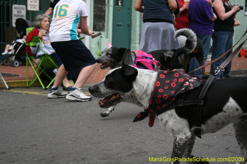 2009-Mystic-Krewe-of-Barkus-Mardi-Gras-French-Quarter-New-Orleans-Dog-Parade-0632