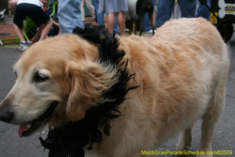 2009-Mystic-Krewe-of-Barkus-Mardi-Gras-French-Quarter-New-Orleans-Dog-Parade-0633