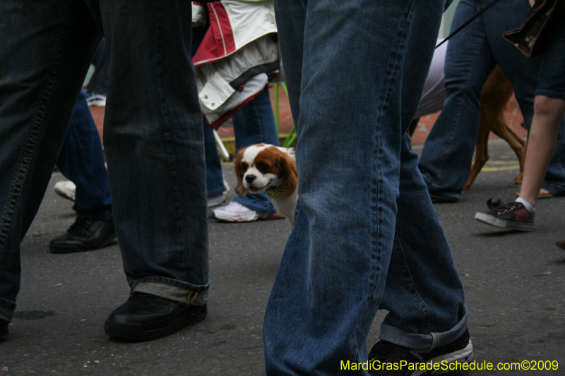 2009-Mystic-Krewe-of-Barkus-Mardi-Gras-French-Quarter-New-Orleans-Dog-Parade-0638