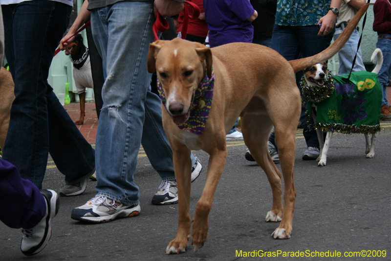 2009-Mystic-Krewe-of-Barkus-Mardi-Gras-French-Quarter-New-Orleans-Dog-Parade-0640