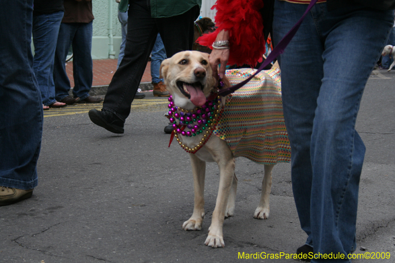 2009-Mystic-Krewe-of-Barkus-Mardi-Gras-French-Quarter-New-Orleans-Dog-Parade-0642