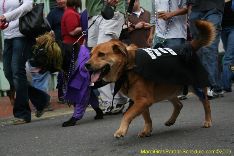 2009-Mystic-Krewe-of-Barkus-Mardi-Gras-French-Quarter-New-Orleans-Dog-Parade-0643