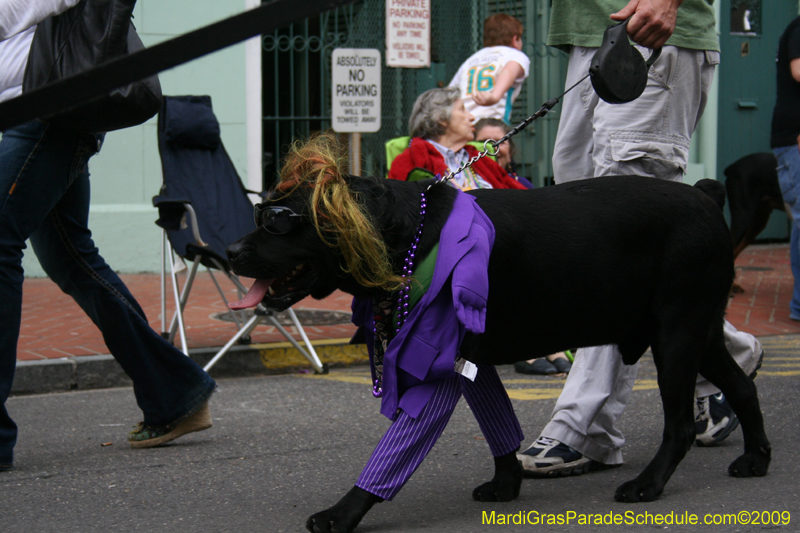 2009-Mystic-Krewe-of-Barkus-Mardi-Gras-French-Quarter-New-Orleans-Dog-Parade-0644