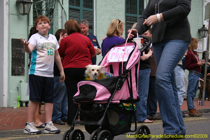 2009-Mystic-Krewe-of-Barkus-Mardi-Gras-French-Quarter-New-Orleans-Dog-Parade-0645