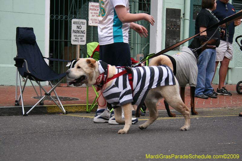 2009-Mystic-Krewe-of-Barkus-Mardi-Gras-French-Quarter-New-Orleans-Dog-Parade-0661