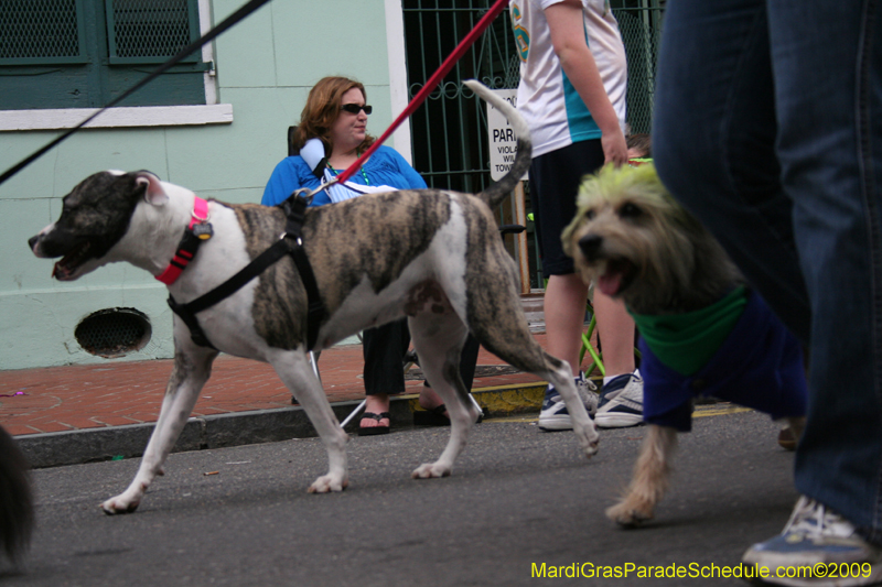 2009-Mystic-Krewe-of-Barkus-Mardi-Gras-French-Quarter-New-Orleans-Dog-Parade-0675