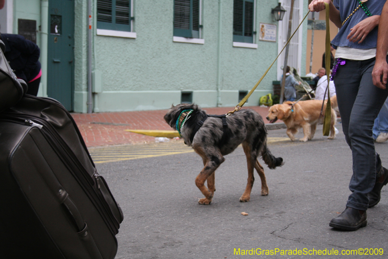 2009-Mystic-Krewe-of-Barkus-Mardi-Gras-French-Quarter-New-Orleans-Dog-Parade-0931a