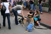 2009-Mystic-Krewe-of-Barkus-Mardi-Gras-French-Quarter-New-Orleans-Dog-Parade-0477