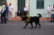 2009-Mystic-Krewe-of-Barkus-Mardi-Gras-French-Quarter-New-Orleans-Dog-Parade-0503