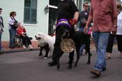 2009-Mystic-Krewe-of-Barkus-Mardi-Gras-French-Quarter-New-Orleans-Dog-Parade-0514