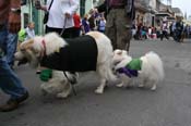 2009-Mystic-Krewe-of-Barkus-Mardi-Gras-French-Quarter-New-Orleans-Dog-Parade-0515