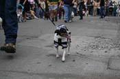 2009-Mystic-Krewe-of-Barkus-Mardi-Gras-French-Quarter-New-Orleans-Dog-Parade-0519