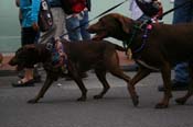 2009-Mystic-Krewe-of-Barkus-Mardi-Gras-French-Quarter-New-Orleans-Dog-Parade-0522