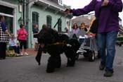 2009-Mystic-Krewe-of-Barkus-Mardi-Gras-French-Quarter-New-Orleans-Dog-Parade-0524