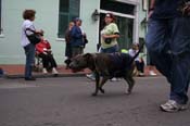 2009-Mystic-Krewe-of-Barkus-Mardi-Gras-French-Quarter-New-Orleans-Dog-Parade-0525