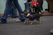 2009-Mystic-Krewe-of-Barkus-Mardi-Gras-French-Quarter-New-Orleans-Dog-Parade-0533