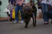 2009-Mystic-Krewe-of-Barkus-Mardi-Gras-French-Quarter-New-Orleans-Dog-Parade-0534