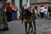2009-Mystic-Krewe-of-Barkus-Mardi-Gras-French-Quarter-New-Orleans-Dog-Parade-0535