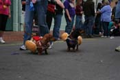 2009-Mystic-Krewe-of-Barkus-Mardi-Gras-French-Quarter-New-Orleans-Dog-Parade-0538