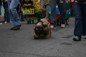 2009-Mystic-Krewe-of-Barkus-Mardi-Gras-French-Quarter-New-Orleans-Dog-Parade-0543