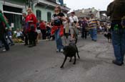 2009-Mystic-Krewe-of-Barkus-Mardi-Gras-French-Quarter-New-Orleans-Dog-Parade-0549