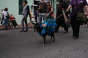 2009-Mystic-Krewe-of-Barkus-Mardi-Gras-French-Quarter-New-Orleans-Dog-Parade-0552