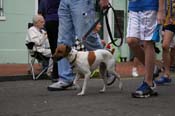 2009-Mystic-Krewe-of-Barkus-Mardi-Gras-French-Quarter-New-Orleans-Dog-Parade-0555