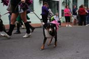 2009-Mystic-Krewe-of-Barkus-Mardi-Gras-French-Quarter-New-Orleans-Dog-Parade-0557