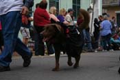 2009-Mystic-Krewe-of-Barkus-Mardi-Gras-French-Quarter-New-Orleans-Dog-Parade-0559