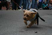 2009-Mystic-Krewe-of-Barkus-Mardi-Gras-French-Quarter-New-Orleans-Dog-Parade-0560