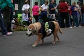2009-Mystic-Krewe-of-Barkus-Mardi-Gras-French-Quarter-New-Orleans-Dog-Parade-0561
