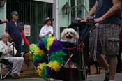 2009-Mystic-Krewe-of-Barkus-Mardi-Gras-French-Quarter-New-Orleans-Dog-Parade-0562