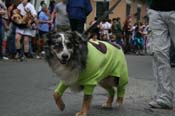 2009-Mystic-Krewe-of-Barkus-Mardi-Gras-French-Quarter-New-Orleans-Dog-Parade-0563