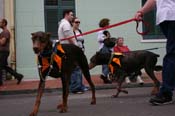 2009-Mystic-Krewe-of-Barkus-Mardi-Gras-French-Quarter-New-Orleans-Dog-Parade-0565