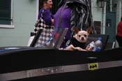 2009-Mystic-Krewe-of-Barkus-Mardi-Gras-French-Quarter-New-Orleans-Dog-Parade-0567