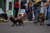 2009-Mystic-Krewe-of-Barkus-Mardi-Gras-French-Quarter-New-Orleans-Dog-Parade-0568