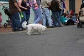 2009-Mystic-Krewe-of-Barkus-Mardi-Gras-French-Quarter-New-Orleans-Dog-Parade-0572