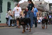2009-Mystic-Krewe-of-Barkus-Mardi-Gras-French-Quarter-New-Orleans-Dog-Parade-0578