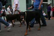 2009-Mystic-Krewe-of-Barkus-Mardi-Gras-French-Quarter-New-Orleans-Dog-Parade-0579