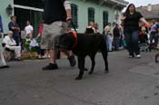2009-Mystic-Krewe-of-Barkus-Mardi-Gras-French-Quarter-New-Orleans-Dog-Parade-0580