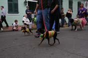 2009-Mystic-Krewe-of-Barkus-Mardi-Gras-French-Quarter-New-Orleans-Dog-Parade-0585