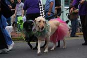 2009-Mystic-Krewe-of-Barkus-Mardi-Gras-French-Quarter-New-Orleans-Dog-Parade-0586
