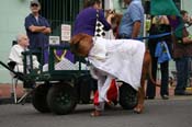2009-Mystic-Krewe-of-Barkus-Mardi-Gras-French-Quarter-New-Orleans-Dog-Parade-0587