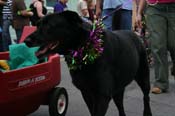 2009-Mystic-Krewe-of-Barkus-Mardi-Gras-French-Quarter-New-Orleans-Dog-Parade-0588