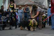 2009-Mystic-Krewe-of-Barkus-Mardi-Gras-French-Quarter-New-Orleans-Dog-Parade-0593
