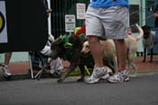 2009-Mystic-Krewe-of-Barkus-Mardi-Gras-French-Quarter-New-Orleans-Dog-Parade-0594